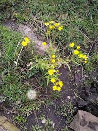 Image result for Senecio madagascariensis