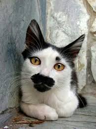 J Ai Tout Manger Le Chocolat Chats Adorables Chat Mignon Chats Et Chatons