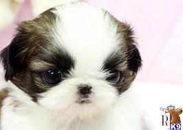My name is amy and we are located in beautiful st. Shih Tzu Puppy For Sale Royal Teacup Shih Tsu Puppy 10 Years Old