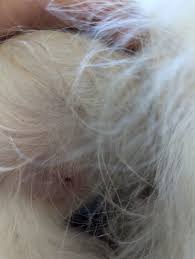 Image result for cuterebriasis in dogs