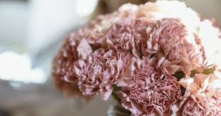 When selecting flowers, look for flowers with upright, firm petals and buds beginning to open. Flower Care Guide Carnation Bouquets Bouqs Blog