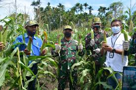 Program Ketahanan Pangan Papua Dorong Kemandirian Ekonomi Bagi Petani Lokal