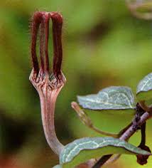 Image result for Ceropegia burchelliana