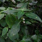 Image result for Justicia striata