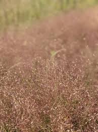Image result for Eragrostis habrantha