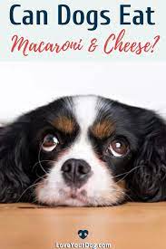 Can Dogs Eat Macaroni And Cheese They Can But Shouldn T Can Dogs Eat Dog Eating Dogs