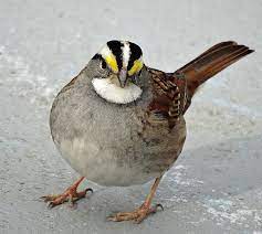 White Throated Sparrow Pet Birds Backyard Birds Beautiful Birds