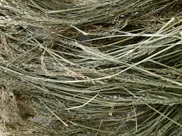 Image result for Eragrostis tef