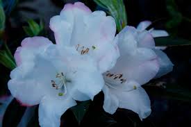 Rhododendron John Bull Kilmarnock Nurseries