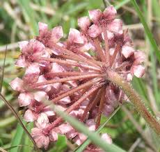 Image result for Asclepias albens