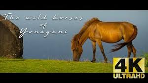 The remote island of yonaguni is a wild place. The Wild Horses Of Yonaguni Okinawa Japan Youtube