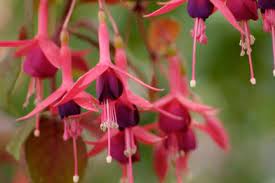 フクシアとは 育て方図鑑 みんなの趣味の園芸 nhk出版 フクシア 園芸 誕生花