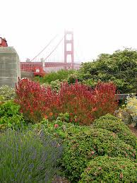 Flower Garden At The Golden Gate Bridge By Connie Fox Golden Gate Bridge Flower Garden Garden