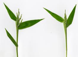 Image result for Urochloa arrecta