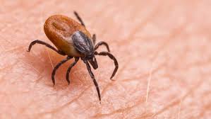 Image result for infected tick bite
