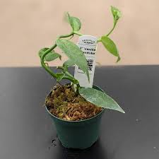 Image result for Vanilla grandifolia