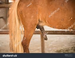 Horse Sex Brown Horse Big Penis, arkistovalokuva 633486713 | Shutterstock