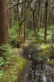 Atlantic white cedar can be confused with arborvitae (commonly called northern white cedar (thuja occidentalis)) which also occurs in the region where the ranges overlap in new york and new england. Traveling Back In Time With Atlantic White Cedars Harwich Conservation Trust