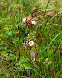 Image result for Antherotoma angustifolia