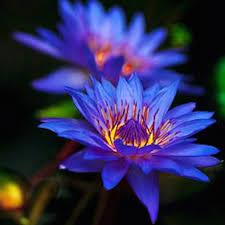 We did not find results for: Blue Lotus Organic Hand Crafted Healing Flower Essences