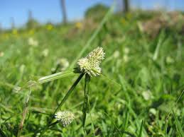 Image result for Kyllinga odorata