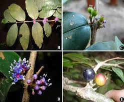 Image result for Memecylon sp. D