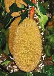 When not pruned trees produce fruit. Growing Tropical Fruit In Your Garden Edible South Florida
