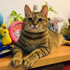Dedicated to providing the safest and most reliable pet transportation for your family pets nationwide. Pet Moving Services Near Me Pet Transport Pet Relocation Pet Shipping