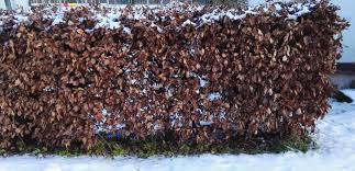 Image result for Živý plot z habru