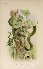 Animal Coloration An Account Of The Principal Facts And Theories 1892 Botanical Drawings Nature Illustration Nature Prints