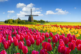 Tulipanes En Holanda Y El Resto De Paises Bajos Comienza El Espectaculo Floral Además en cada artículo podrás dejar tu consulta o comentario para que. tulipanes en holanda y el resto de