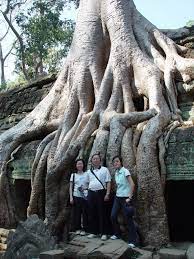 Tree growth is the increase in size and numbers of the vegetative structures. 2006å¹´1æ31æ¥09 Ta Prohm How Long Does It Take For This Tree To Grow So Big Jpg09 Ta Prohm How Long Does It Take For This Tree To Grow So Big Jpg