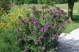 Image result for Vernonia fastigiata