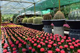 Leaf & clay® also have wholesale succulents and cactus for sale, which is ideal for those looking for where to buy succulents in bulk. A Haven For Green Thumbs Sunstar