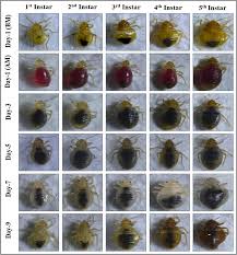 Image result for Cimex Lectularius L