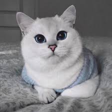  62 Ide Kucing Kucing Gambar Kucing Lucu Anak Kucing