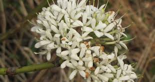 Image result for Pavetta sp. A