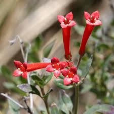 We specialize in know what plants will work in what areas of your landscaping. Red Flowers Southeastern Arizona Wildflowers And Plants