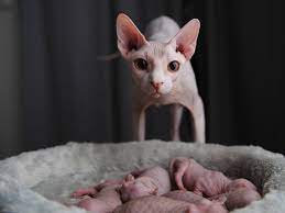Sphynx Cat Khaleesi S 18 Hour Labour Of Love Nt News