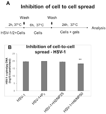 Hsv stands for herpes simplex virus. Ijms Free Full Text Multifunctional Tannic Acid Silver Nanoparticle Based Mucoadhesive Hydrogel For Improved Local Treatment Of Hsv Infection In Vitro And In Vivo Studies Html