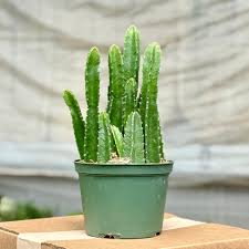 Image result for Stapelia gigantea
