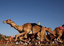 Road racing is done on closed streets. Al Sawan Camel Race Track Visit Ras Al Khaimah