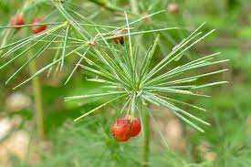 Image result for Asparagus laricinus