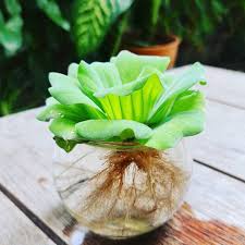 Image result for Pistia