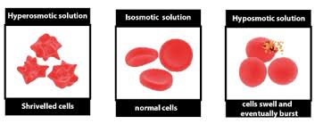 As we know when a cell is immersed in a solution: When A Cell Is Placed In A Hypotonic Solution Asolute Class 11 Biology Cbse