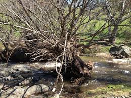 The tree canopies break the water flow and slow down the speed at which rainwater reaches the ground. What Is The Problem With Willows Rivers Of Carbon