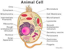 Cells are important elements of living. Animal Cell Structure Parts Functions Types With Diagram