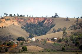 Image result for Kotschya strigosa