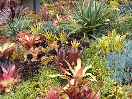 Quesmea Jigsaw Puzzle In Flower Centre Ray Henderson Paradox Horticulture Tropical Garden Design Tropical Plants Xeriscape