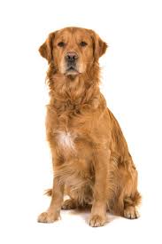 Dark Male Golden Retriever Dog Male Sitting Looking At The Camera Isolated On A White Background Goldenre Golden Retriever Dogs Golden Retriever Retriever Dog